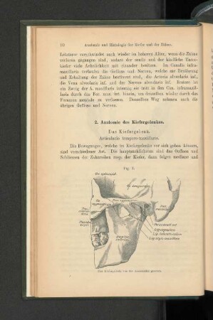 2. Anatomie des Kiefergelenkes.