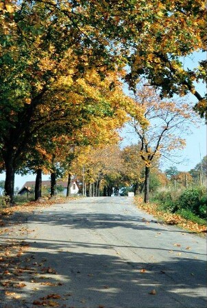 Allee am Ortseingang aus Richtung Egelsdorf