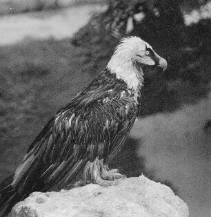 Zootiere. Geier