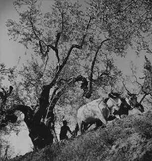 Archivfotografie "motive_tiere_haus_rindvieh_3188"