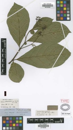 Solanum dibrachiatum Van Heurck & Müll.Arg. [isolectotype]