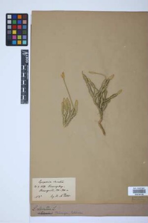Lycopodium clavatum clavatum L.
