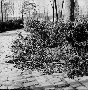 Vandalismus: Bürgerpark: beschädigte Sträucher am Hallenbad: links Weg