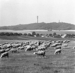 Tiere. Schafherde