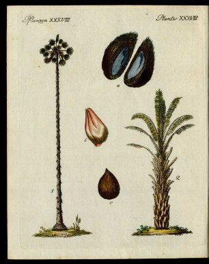Palmen-Arten.