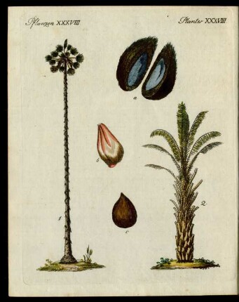 Palmen-Arten.