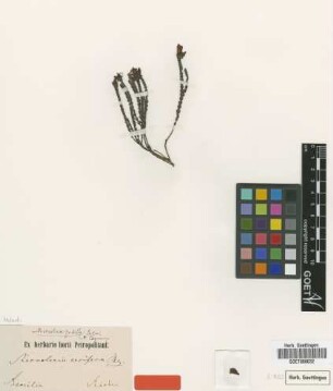 Microlicia pusilla Cogn.