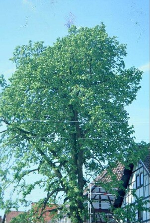 Kirmesbaum, ragt aus der Dorflinde, ist darin eingebunden