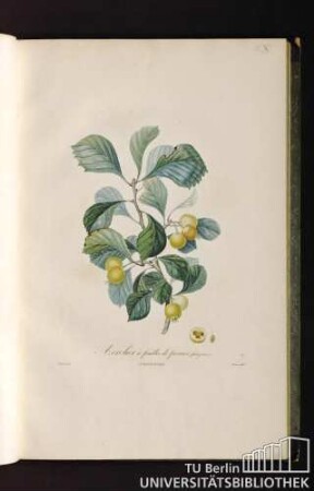 Pl. X. Azerolier à feuilles de poirier (fruit jaune).
