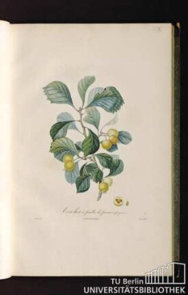 Pl. X. Azerolier à feuilles de poirier (fruit jaune).