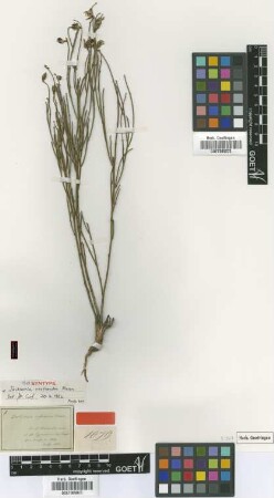 Jacksonia restioides Meisn. [Isosyntype]