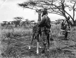 Kolonialsoldat mit Giraffe : Ein deutscher Kolonialsoldat mit einer wenigen Tagen alten Giraffe