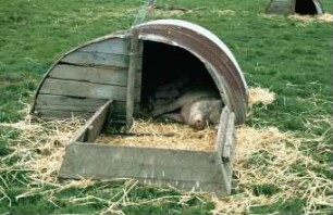 Fotografie: Sauenhaltung, Weidehaltung, Einstreu, Einzelbox