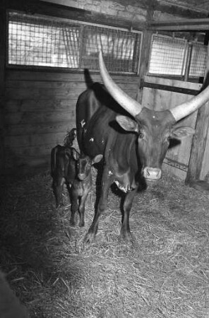 Nachwuchs bei den Watussi-Rindern im Karlsruher Zoo