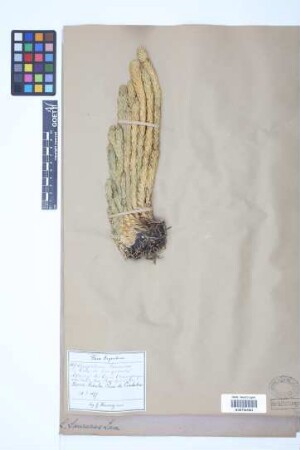 Phlegmariurus saururus (Lam.) B. &Oslash;llg.