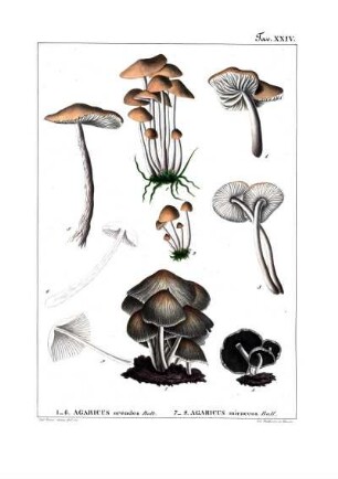Tav. XXIV. 1-6. Agaricus oreades Bolt. 7-9. Agaricus micaceus Bull.
