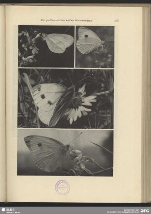 Kohlweißling (Pieris brassicae)