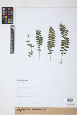 Asplenium raddianum