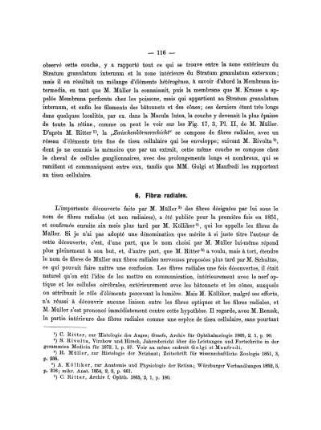 6. Fibræ radiales.
