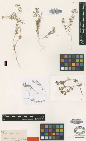 Galium judaicum Boiss. [type]