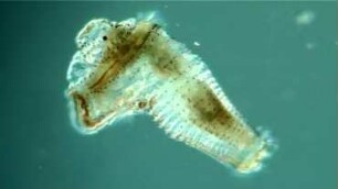 Pectinaria koreni late larva Helgoland 2019