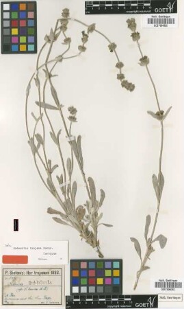 Sideritis trojana Bornm. [isotype]