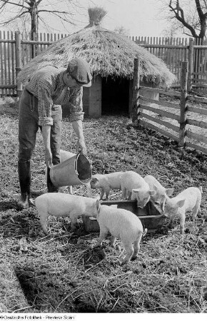 Bauer beim Füttern der Schweine