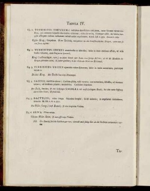 Tab. IV. [Beschreibung und Abbildung.]
