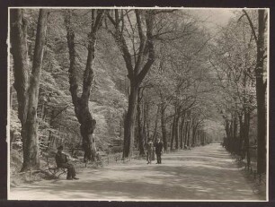 Allee, Blick von der Oberen Mühle nach Norden. Detmold