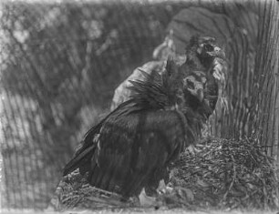 Geier : Geier-Paar mit Jungvogel