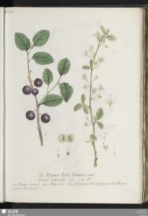 Le Prunier. Petit Damas noir