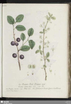 Le Prunier. Petit Damas noir