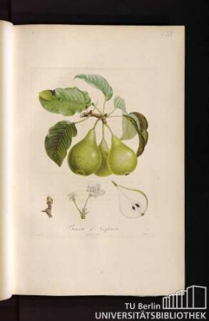 Pl. XV. Beurré d'Angleterre.
