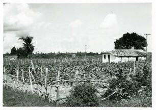 Bahia, Bauerngehöft mit Tabakpflanzung bei São Félix