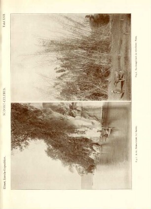 Tafel XVII. Südost-Celebes. Fig. 1. In der Buton-Straße bei Barûta. Fig. 2. Bambusgebüsch im nördlichen Muna