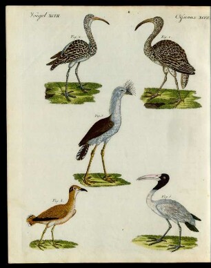 Merkwürdige Vögel.