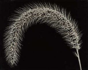 Kolbenhirse, Ähre (Setaria italica rubra)