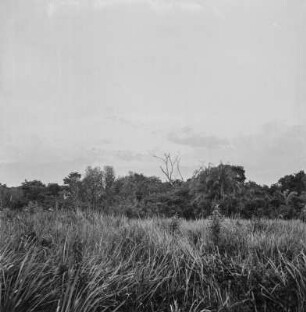Graslandschaft : Blick über dichtes Gras zum Waldsaum