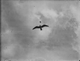 Möwe : Fliegende Raubmöwe
