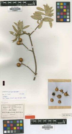 Jacquinia pringlei Bartlett [isotype]