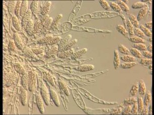 Fertilization Biology in Fucus (Phaeophyceae) - Dioecism and Moecism