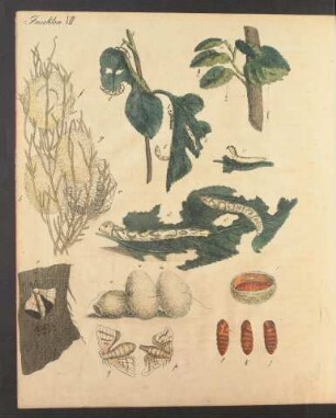 Tafel VII.: Insekten.