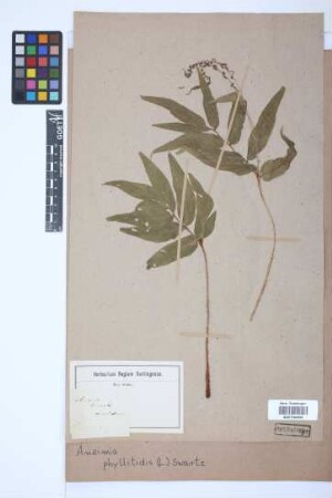 Anemia phyllitidis (L.) Sw.
