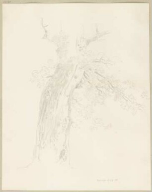 Baum