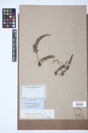 Adiantum cristatum L.