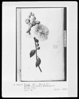 Georg Friedrich Heß, Blumenbuch — Pfingstrose, Folio 28recto