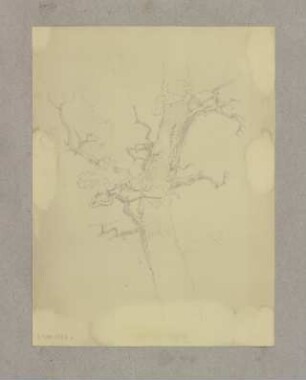 Kahler Baum