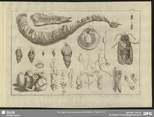 Tab. IV. Fig. 1 - Fig. 21