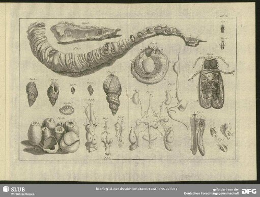 Tab. IV. Fig. 1 - Fig. 21