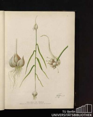 Allium sativum Linné. Knoblauch.
